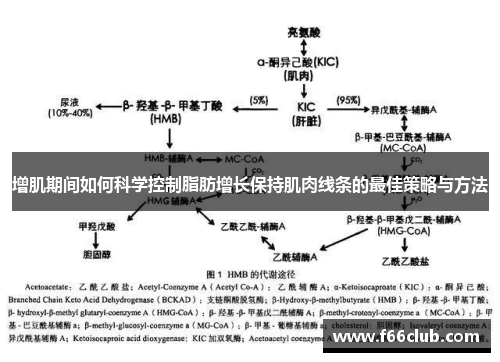 增肌期间如何科学控制脂肪增长保持肌肉线条的最佳策略与方法